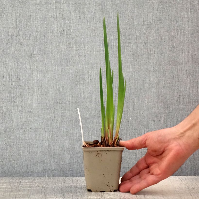 Iris sibirica Concord Crush - Siberian Iris 8/9 cm pot sample as delivered in spring