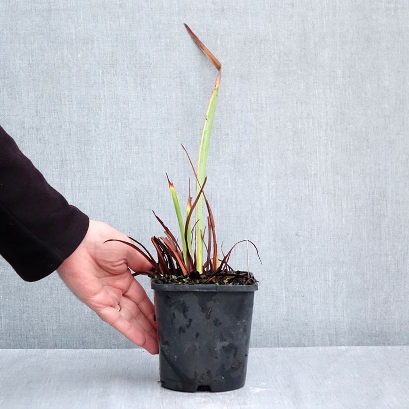 Iris sibirica Concord Crush - Siberian Iris 1.5L/2L pot sample as delivered in autumn