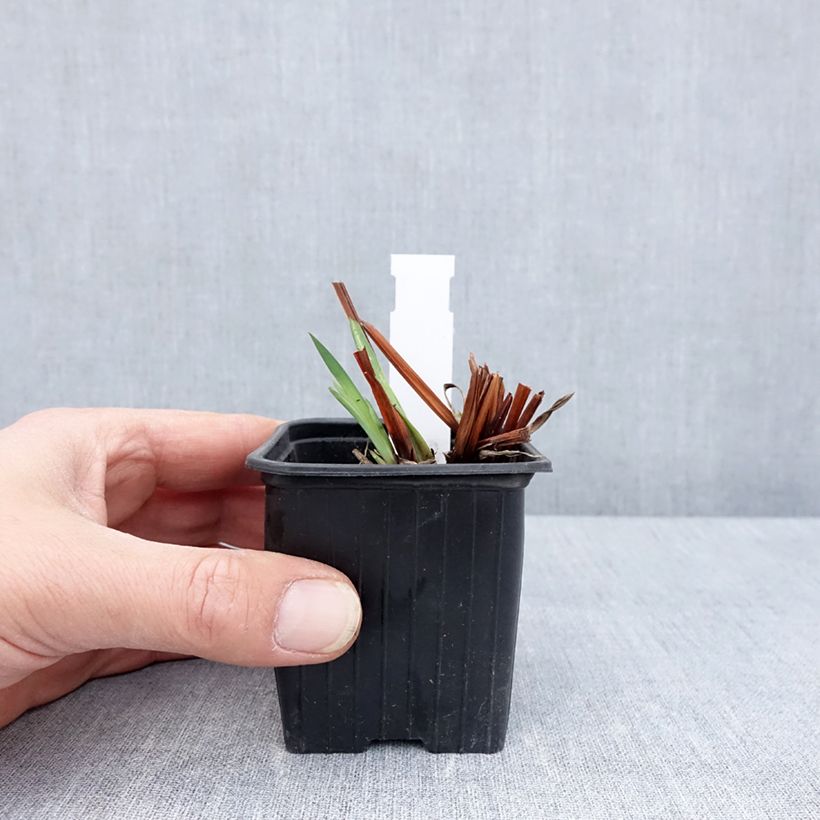 Iris sibirica Cool Spring - Siberian Iris 8/9 cm pot sample as delivered in spring