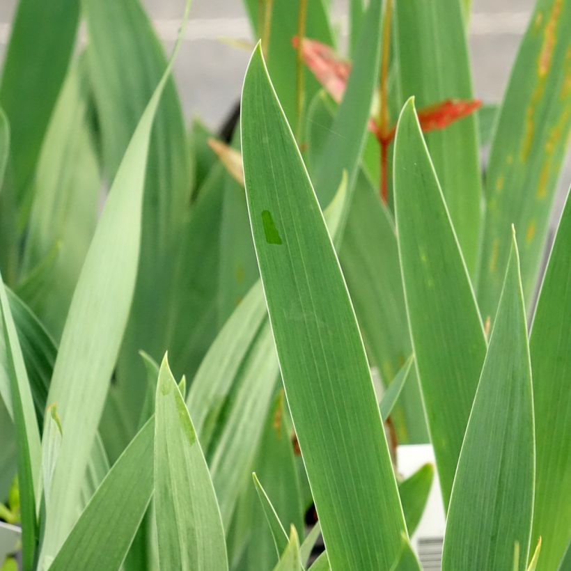 Iris sibirica Dance Ballerina Dance - Siberian Iris (Foliage)