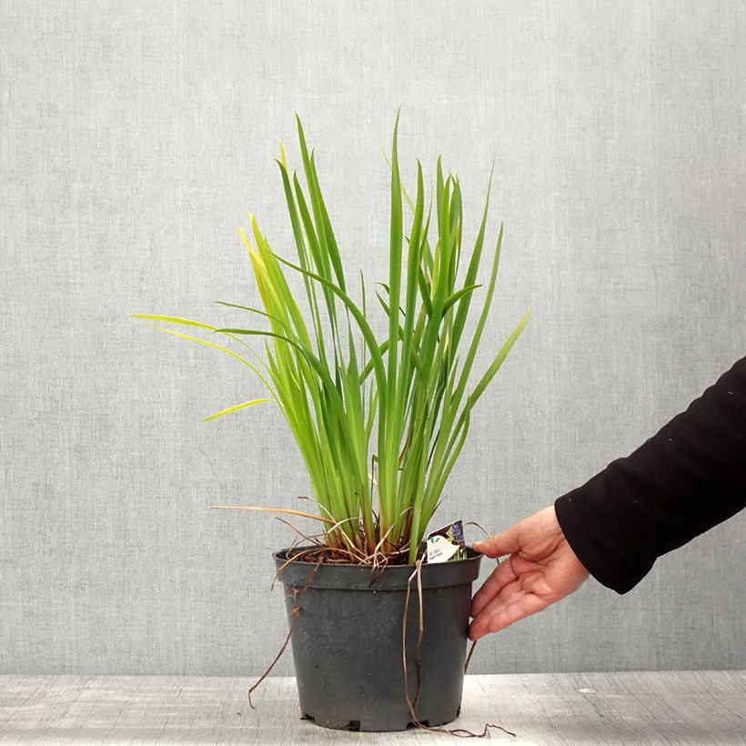 Iris sibirica Frans Gold - Siberian Iris 2L/3L pot sample as delivered in spring