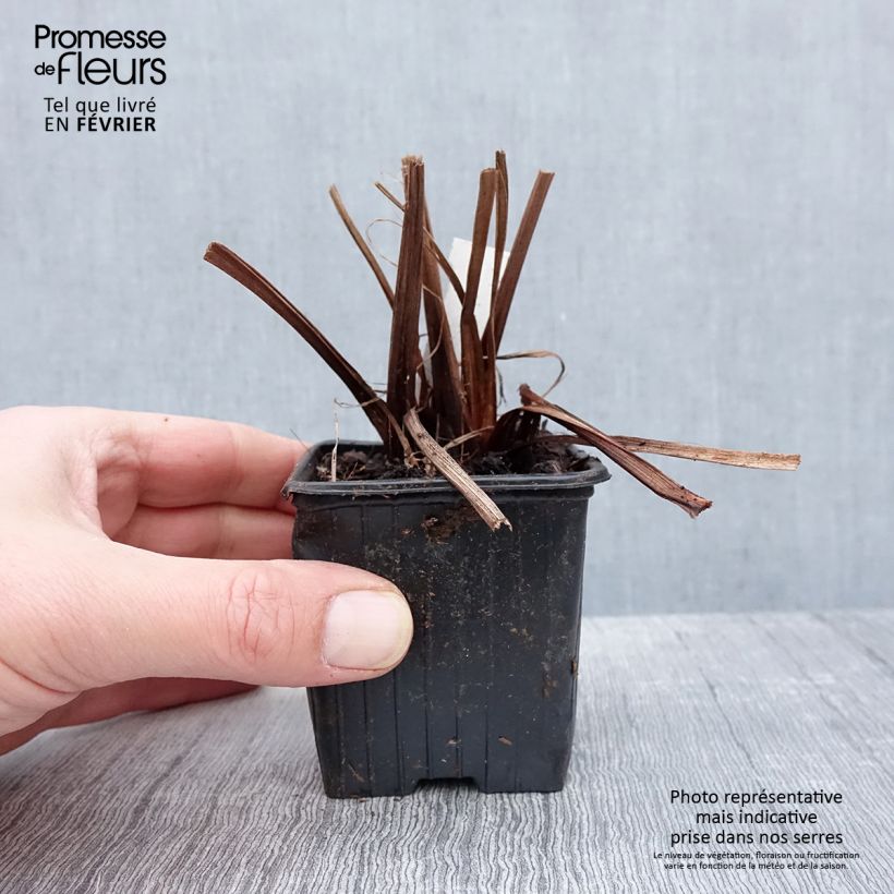 Iris sibirica Not Quite White - Siberian Iris 8/9 cm pot sample as delivered in winter