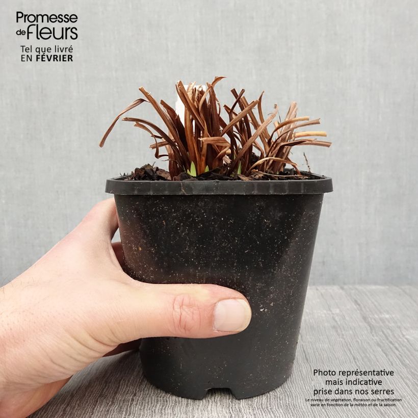 Iris sibirica Paprikash - Siberian Iris 1.5L/2L pot sample as delivered in winter