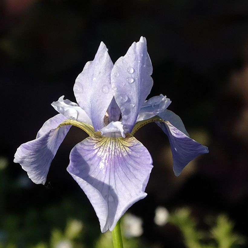 Iris sibirica Perrys Blue - Siberian Iris (Flowering)