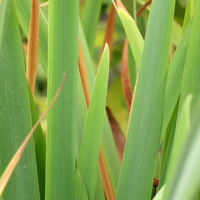 Iris sibirica Pink Parfait - Siberian Iris (Foliage)