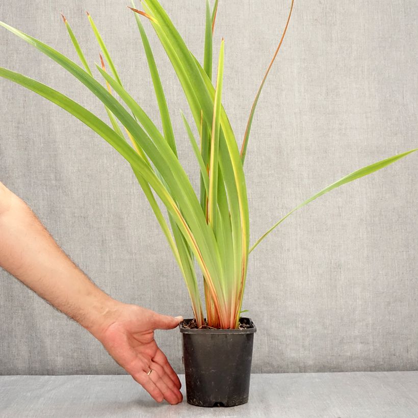 Iris sibirica Pink Parfait - Siberian Iris 1.5L/2L pot sample as delivered in summer
