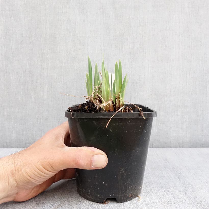 Iris sibirica Pink Parfait - Siberian Iris 1.5L/2L pot sample as delivered in spring