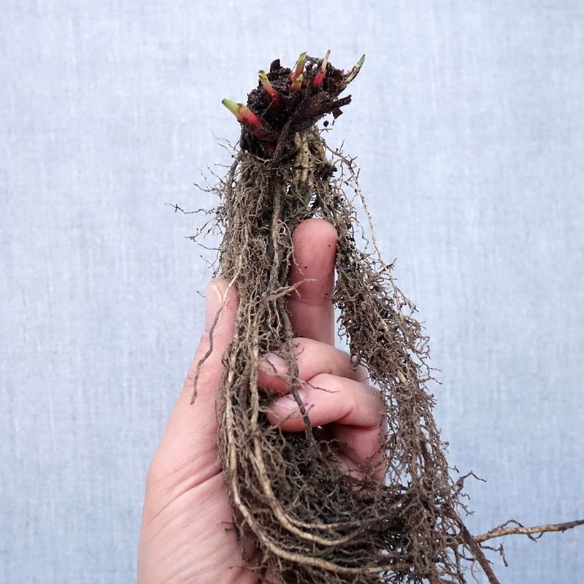 Iris sibirica Purplelicious - Siberian Iris Bare root sample as delivered in winter