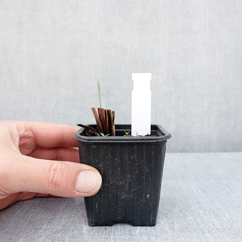 Iris sibirica Weisser Orient - Siberian Iris 8/9 cm pot sample as delivered in spring