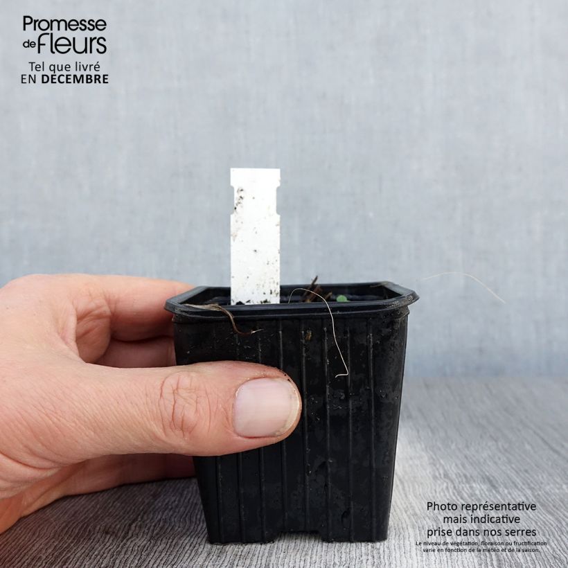 Iris tectorum 8/9 cm pot sample as delivered in winter