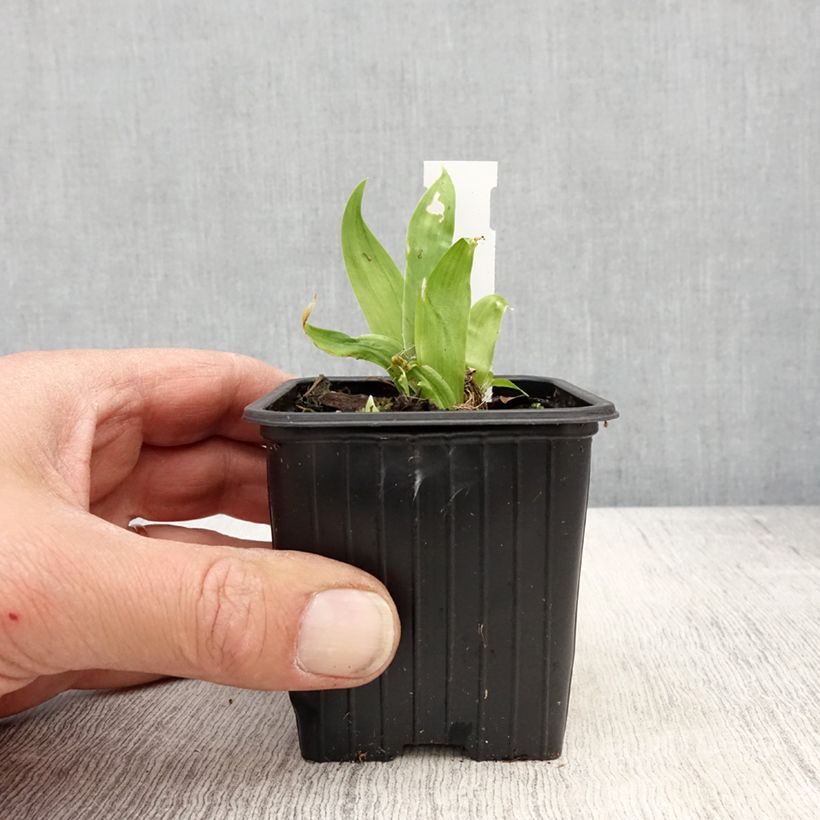 Iris tectorum 8/9 cm pot sample as delivered in spring