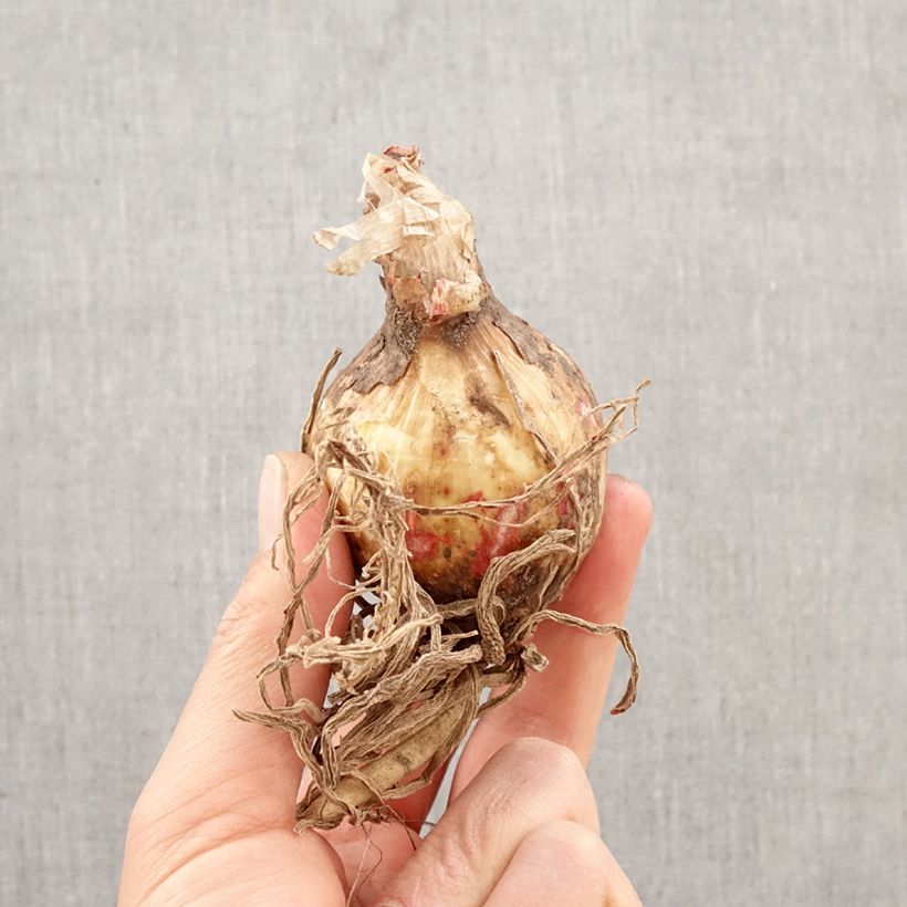 Hymenocallis festalis Blanche Bulb size 16+ sample as delivered in spring
