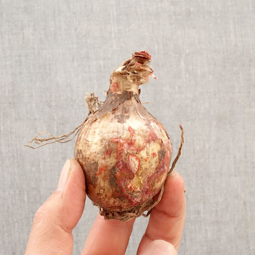 Hymenocallis x festalis Zwanenburg - Spider Lily Bulb size 14+ sample as delivered in spring