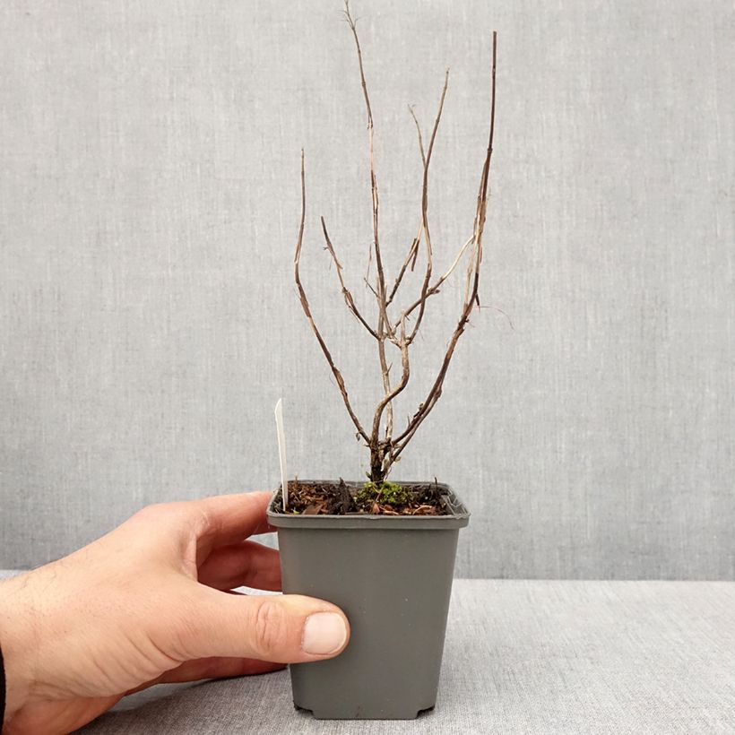 Isodon effusus 8/9 cm pot sample as delivered in spring