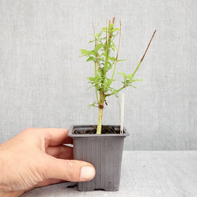 Isodon longituba 8/9 cm pot sample as delivered in autumn