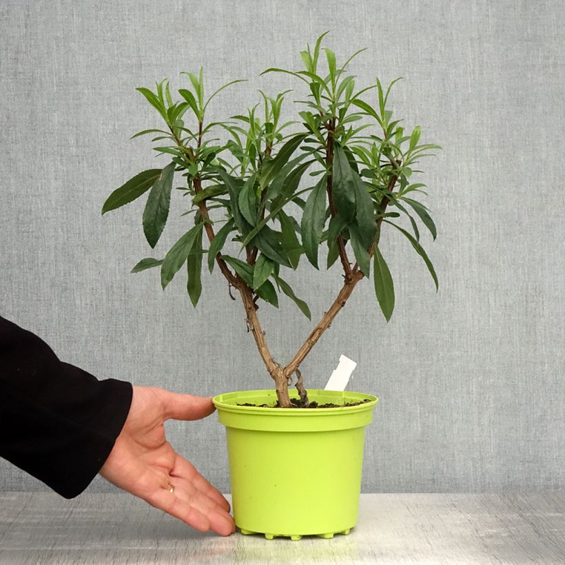 Isoplexis x isabelliana Bella 2L/3L pot sample as delivered in spring