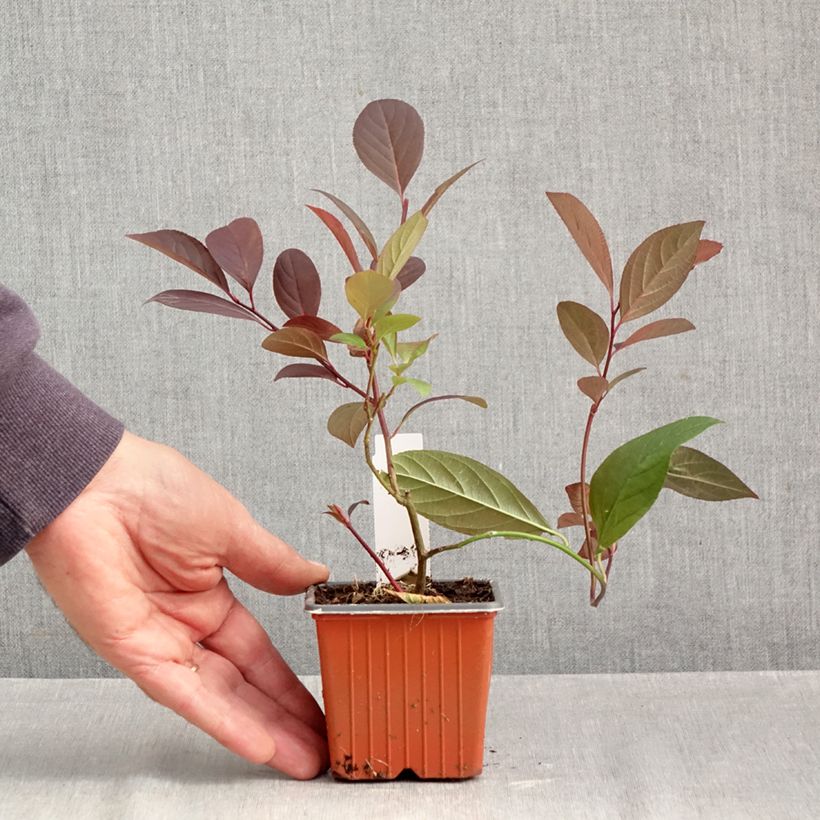 Itea virginica Henrys Garnet 8/9 cm pot sample as delivered in autumn