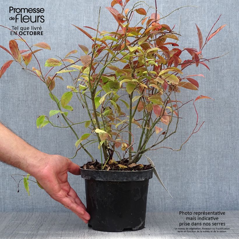 Itea virginica Henrys Garnet 2L/3L pot sample as delivered in autumn
