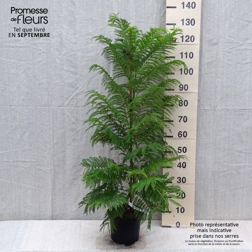 Jacaranda mimosifolia 4L/5L pot sample as delivered in autumn