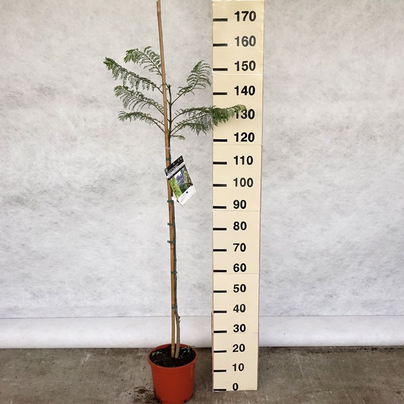 Jacaranda mimosifolia 4L/5L pot sample as delivered in spring
