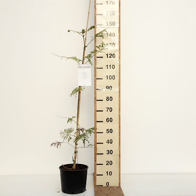 Jacaranda mimosifolia 7.5L/10L pot sample as delivered in winter