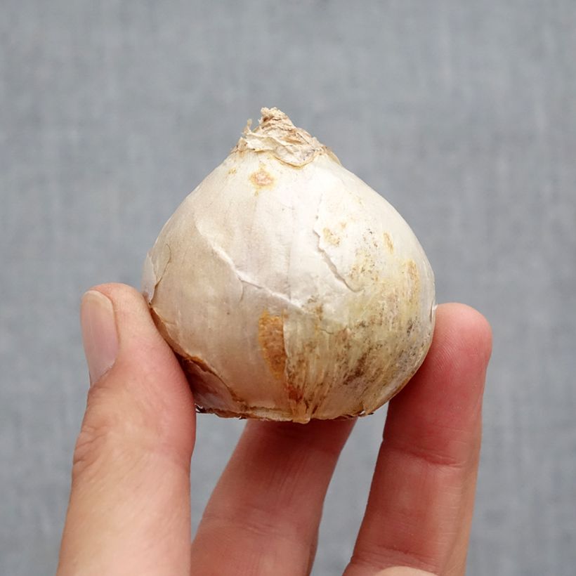 Hyacinthus x orientalis Carnegie Bulb size 18+ sample as delivered in autumn