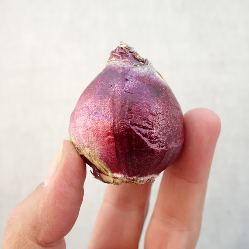 Hyacinthus x orientalis City of Bradford Bulb size 15/16 sample as delivered in autumn