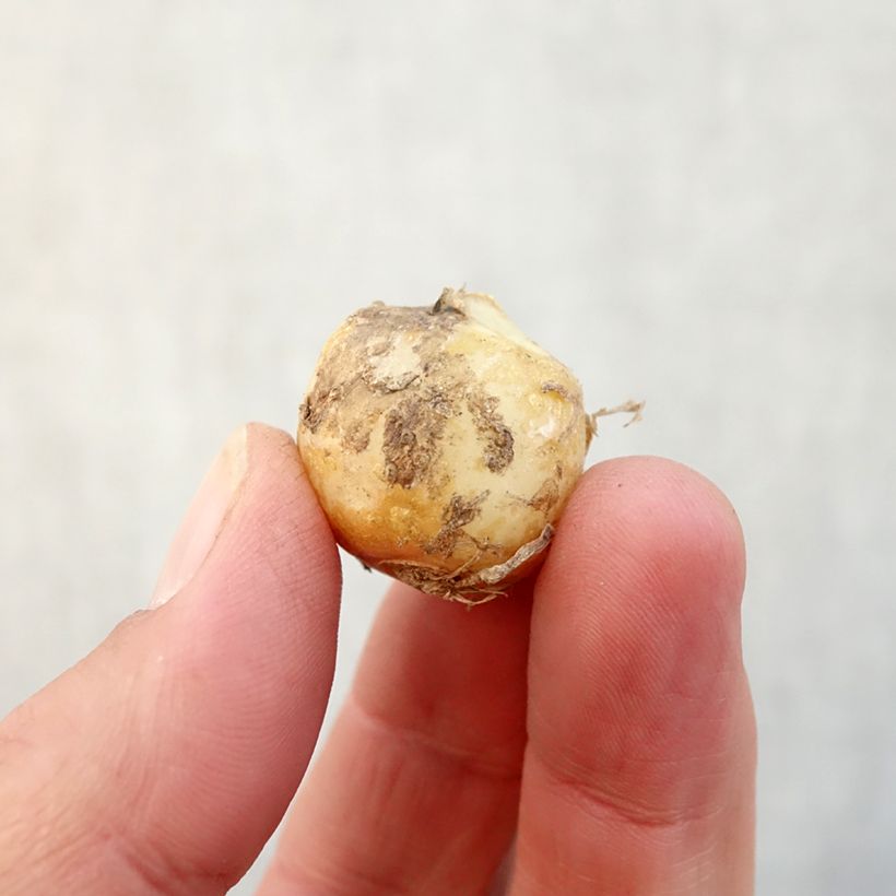 Hyacinthoides hispanica Rose Queen Bulb size 8+ sample as delivered in autumn