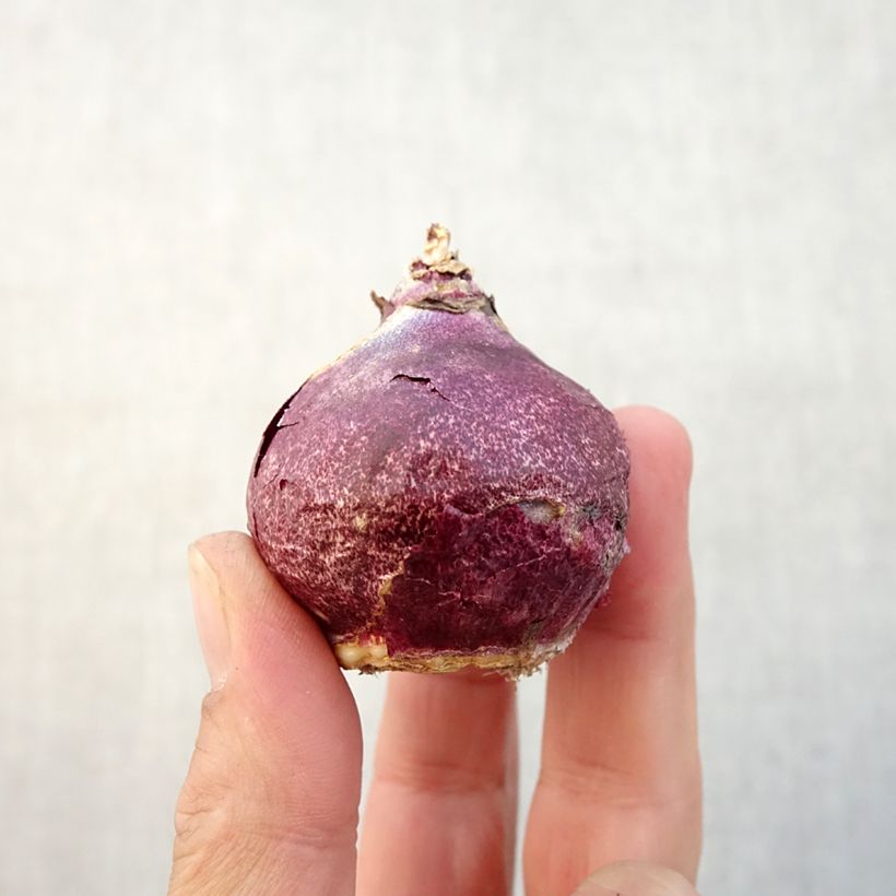 Hyacinthus x orientalis Dark Dimension Bulb size 14/15 sample as delivered in autumn