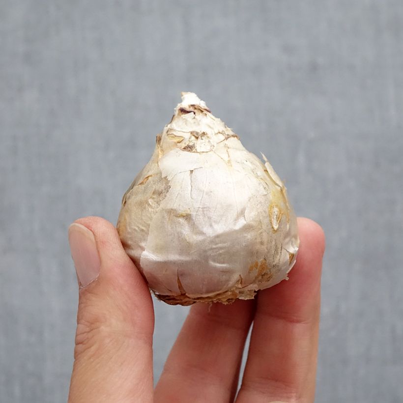 Hyacinthus x orientalis Top White Bulb size 18 sample as delivered in autumn