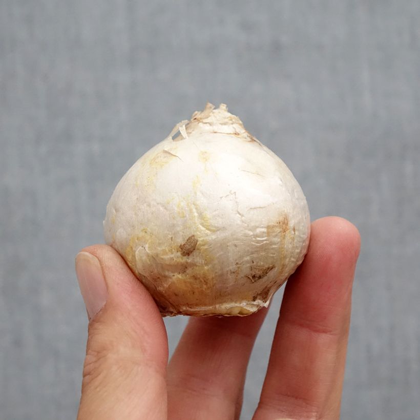 Hyacinthus x orientalis Gipsy Princess Bulb size 18+ sample as delivered in autumn