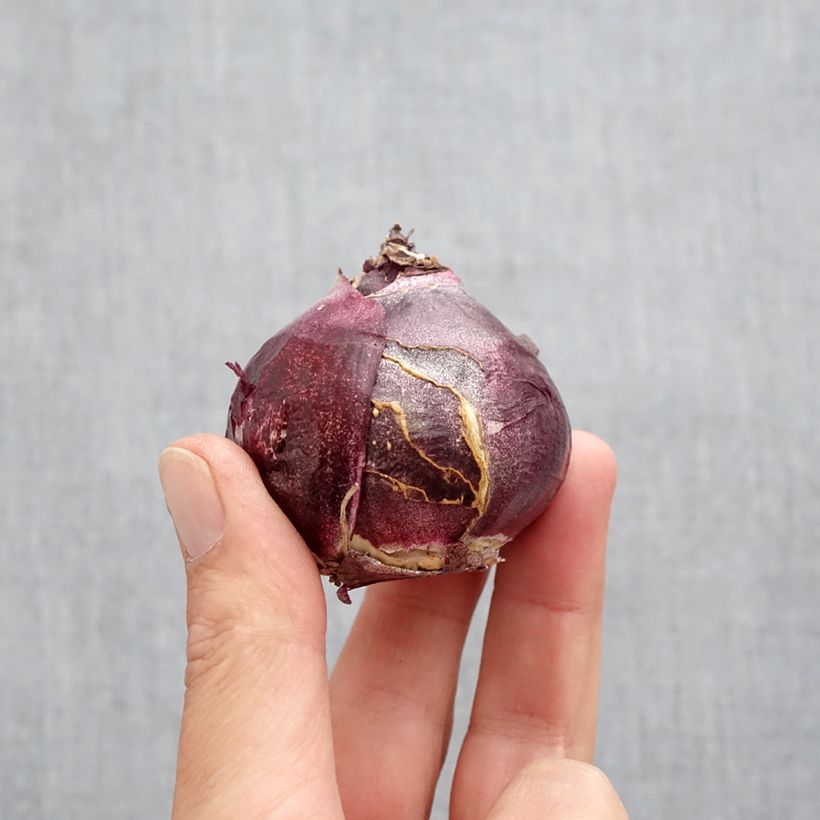 Hyacinthus x orientalis Jan Bos Bulb size 19+ sample as delivered in autumn