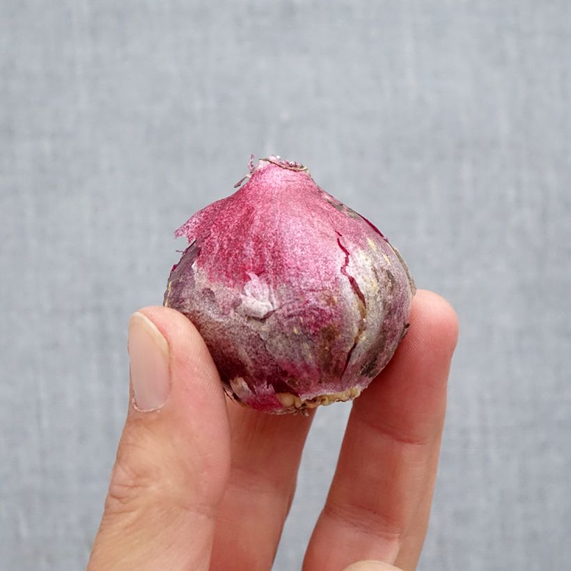 Hyacinthus orientalis Midnight Sky - Garden Hyacinth Bulb size 14/15 sample as delivered in autumn