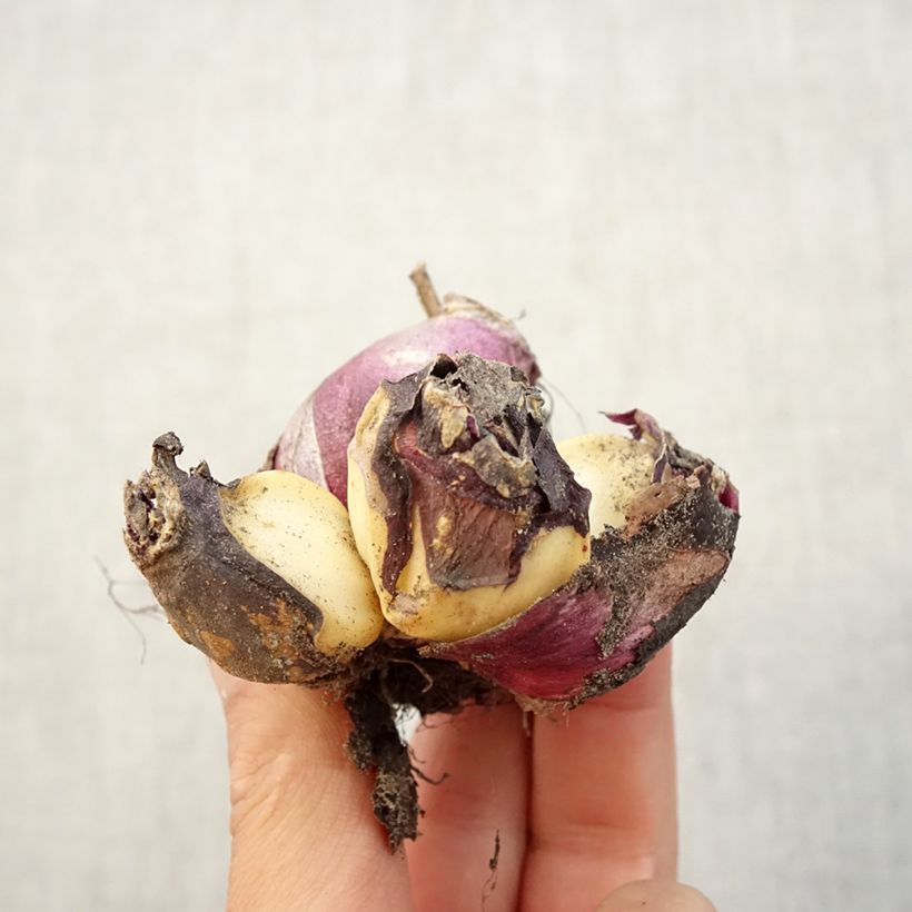Hyacinthus x orientalis Multiflora White Bulb size I sample as delivered in autumn