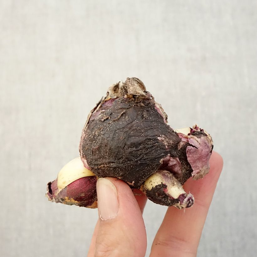 Hyacinthus x orientalis Multiflora Blue Bulb size I sample as delivered in autumn