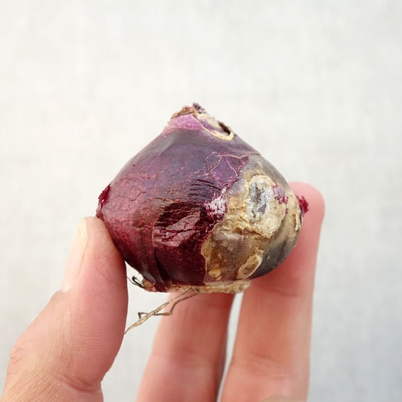 Hyacinthus x orientalis Sweet Invitation Bulb size 16/17 sample as delivered in autumn
