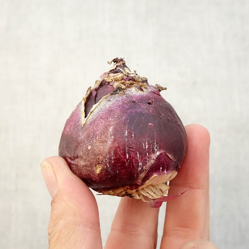 Hyacinthus x orientalis Mix Bulb size 17+ sample as delivered in autumn