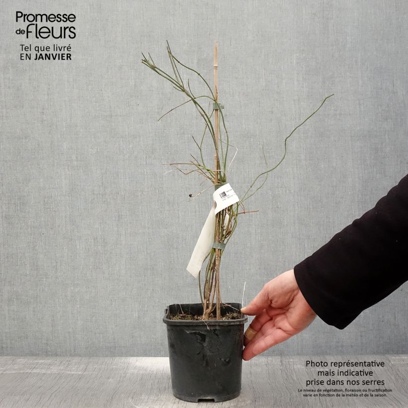 Jasminum beesianum - Red jasmine 2L/3L pot sample as delivered in winter