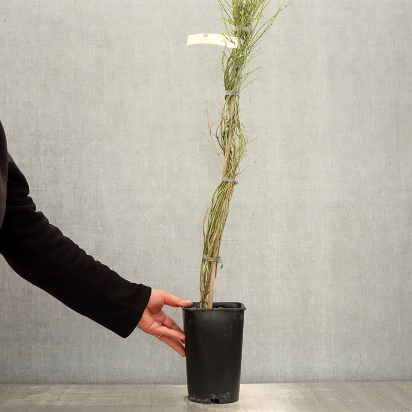 Jasminum beesianum - Red jasmine 2L/3L pot sample as delivered in spring