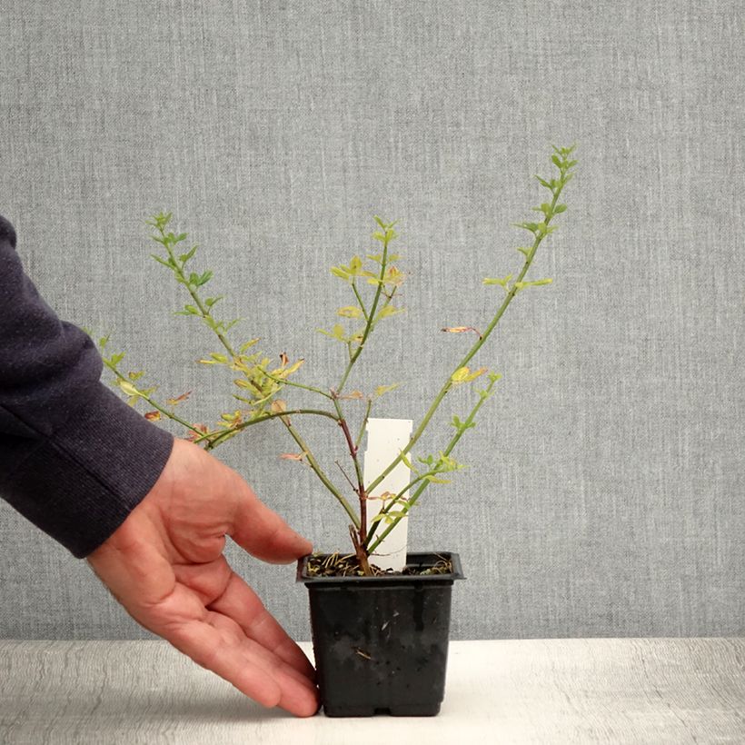 Jasminum nudiflorum - Winter jasmine 8/9 cm pot sample as delivered in summer