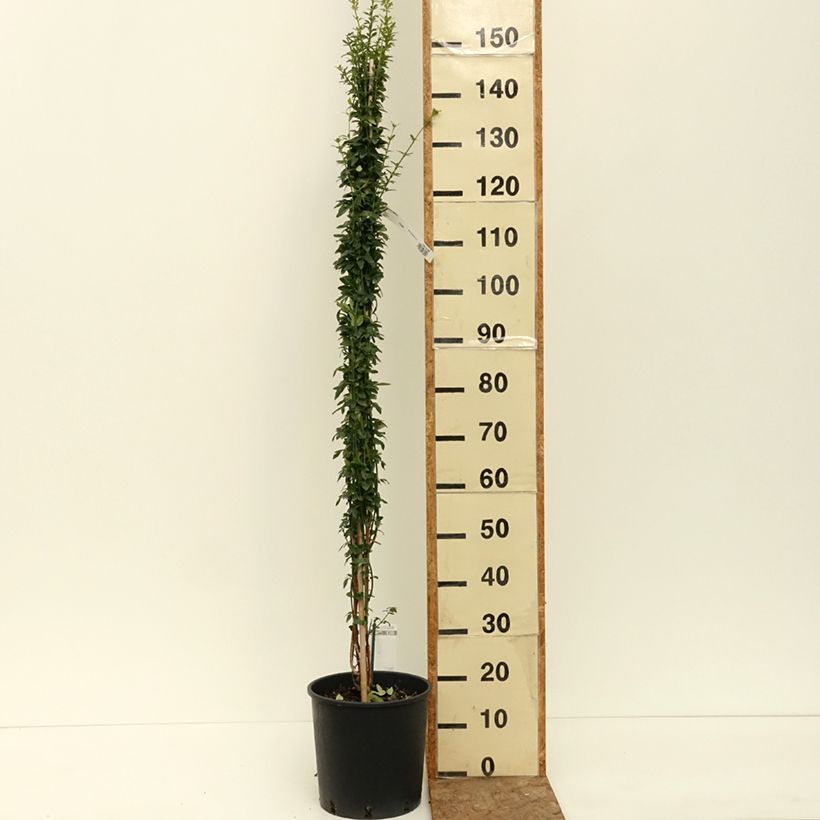 Jasminum nudiflorum - Winter jasmine 2L/3L pot sample as delivered in summer