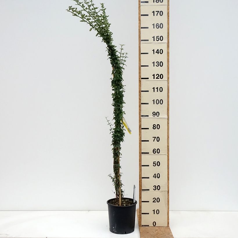 Jasminum nudiflorum - Winter jasmine 7.5L/10L pot sample as delivered in autumn