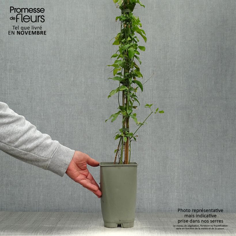 Jasminum azoricum - Lemon-Scented Jasmine 2L/3L pot sample as delivered in autumn