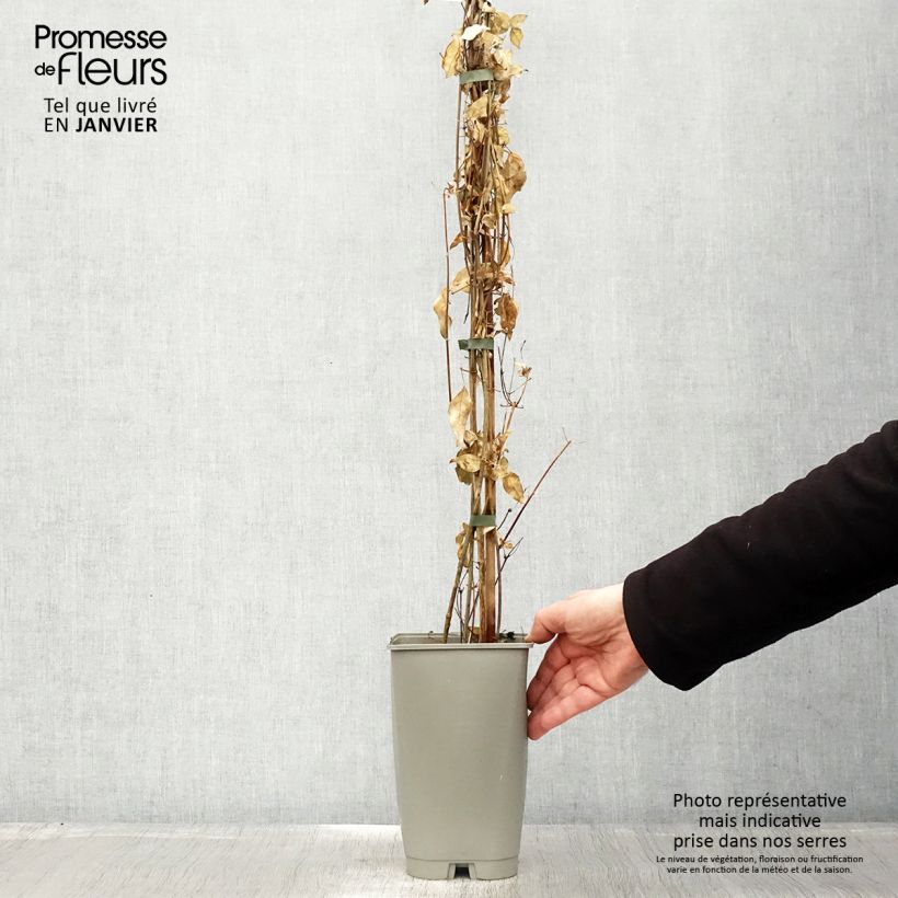 Jasminum azoricum - Lemon-Scented Jasmine 2L/3L pot sample as delivered in winter