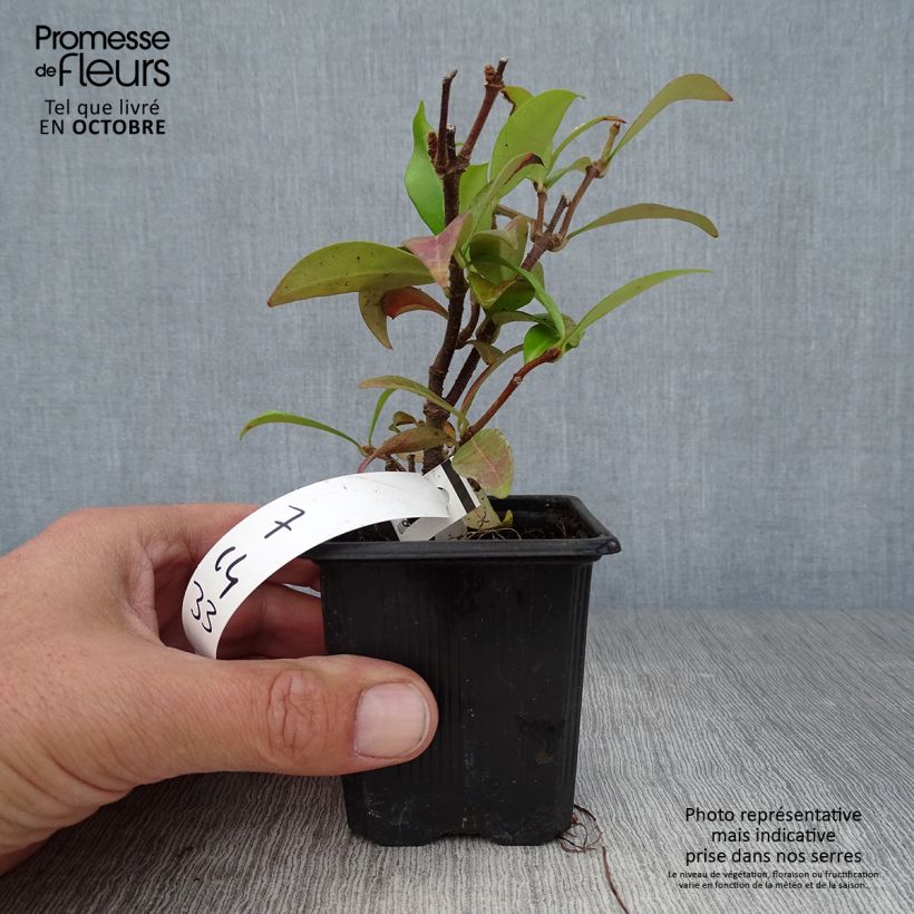 Trachelospermum jasminoides - Star Jasmine 8/9 cm pot sample as delivered in autumn