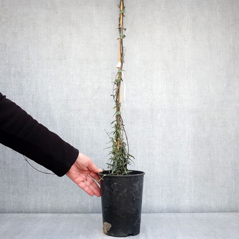 Trachelospermum jasminoides Waterwheel - Star Jasmine 3L/4L pot sample as delivered in winter