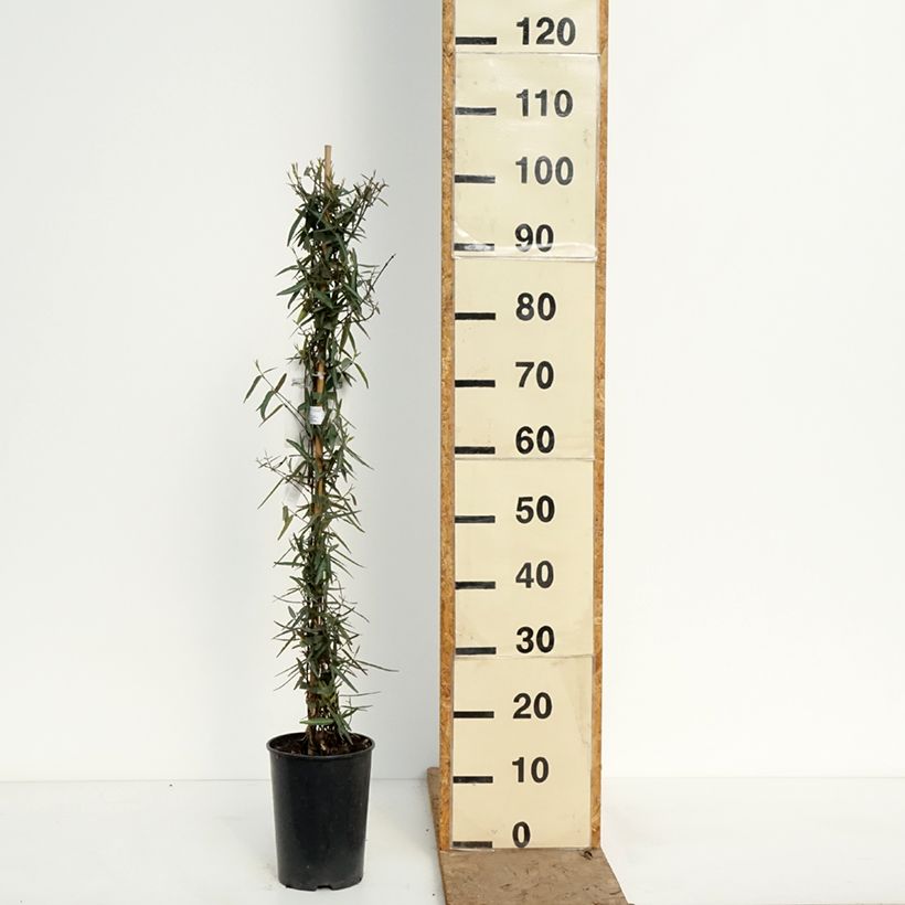 Trachelospermum jasminoides Waterwheel - Star Jasmine 3L/4L pot sample as delivered in spring