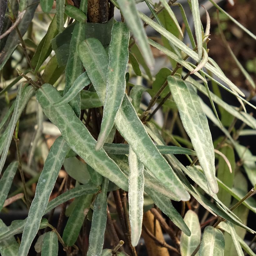 Trachelospermum jasminoides Waterwheel - Star Jasmine (Foliage)