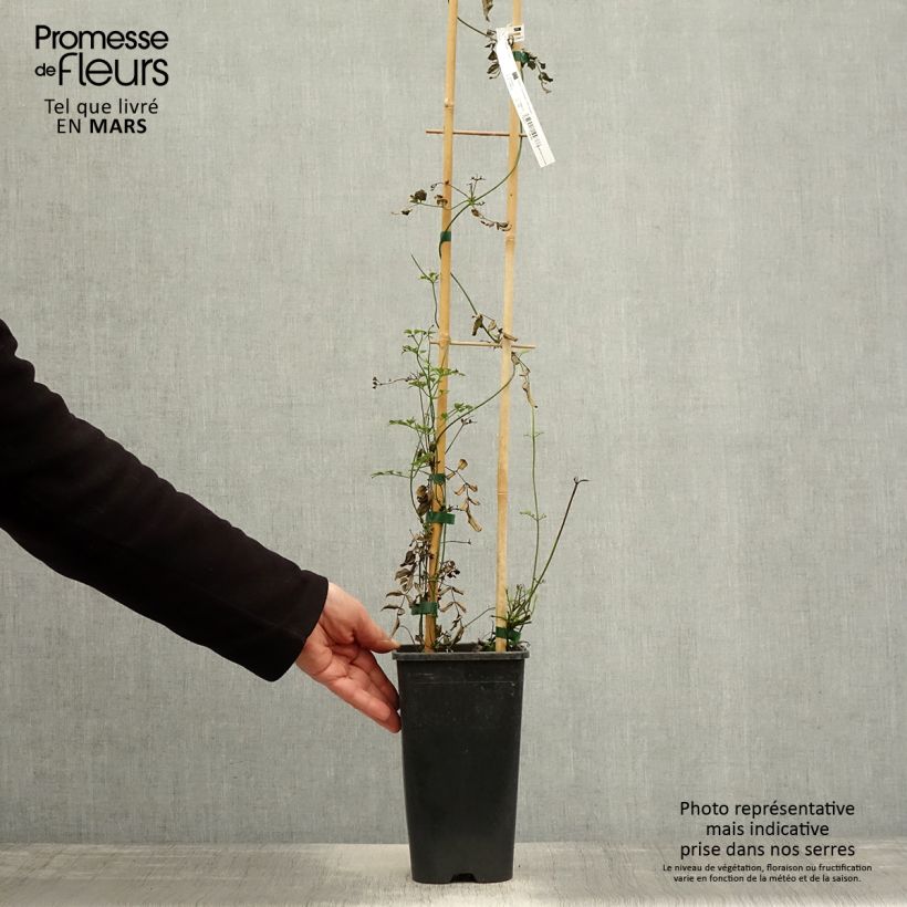 Jasminum polyanthum - Pink Jasmine 2L/3L pot sample as delivered in spring