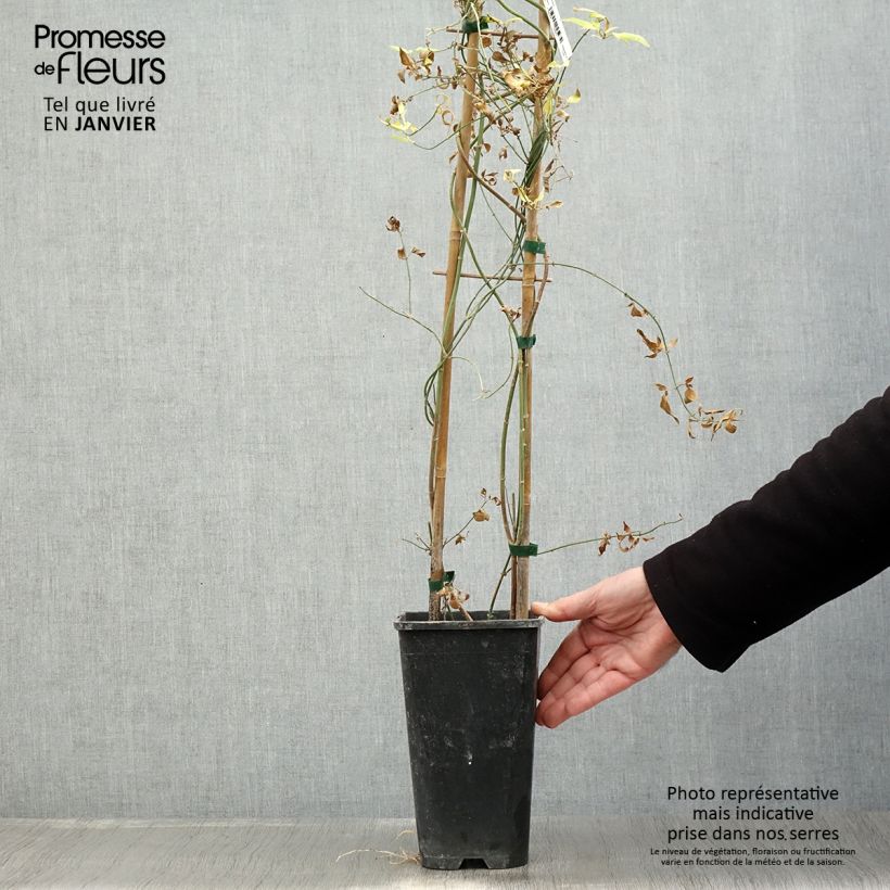 Jasminum x stephanense 2L/3L pot sample as delivered in winter